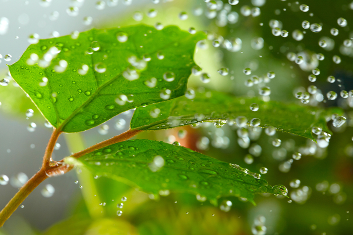Bright green leaves on a branch with falling water droplets all around.