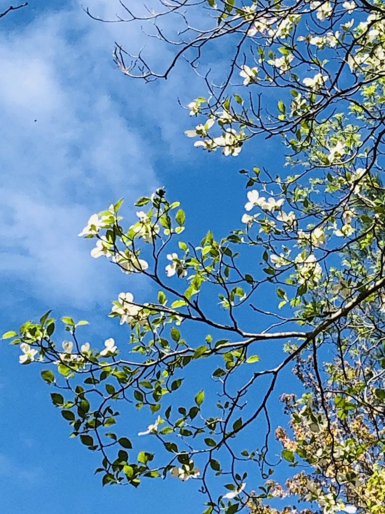 Looking up at a dogwood tree branch and blue sky.