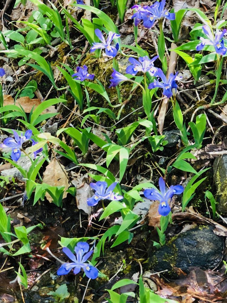 A patch of violet flowers with bright green leaves.