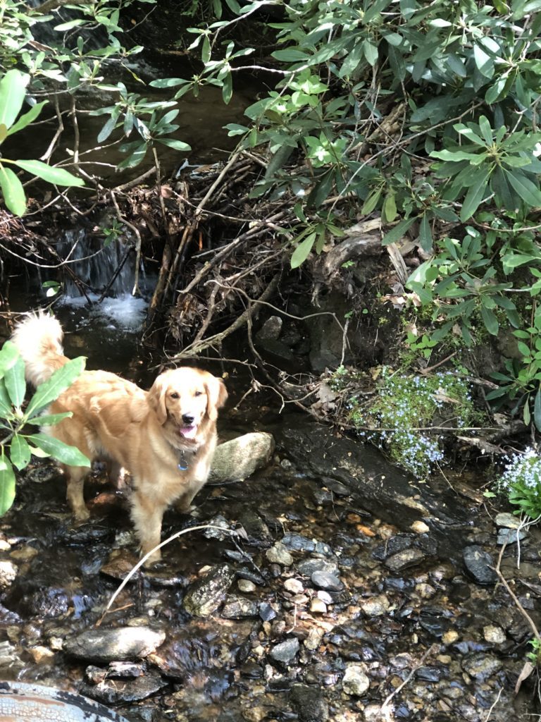 Golden retriever standing in a rocky stream surrounded by green plants.