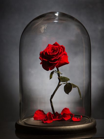 Red rose enclosed in a large glass dome.