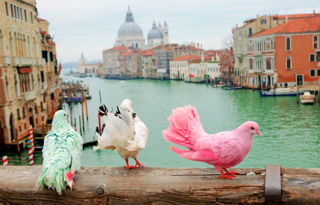 Blue, white and pink pigeons sit on a wooden ledge overlooking Venice.