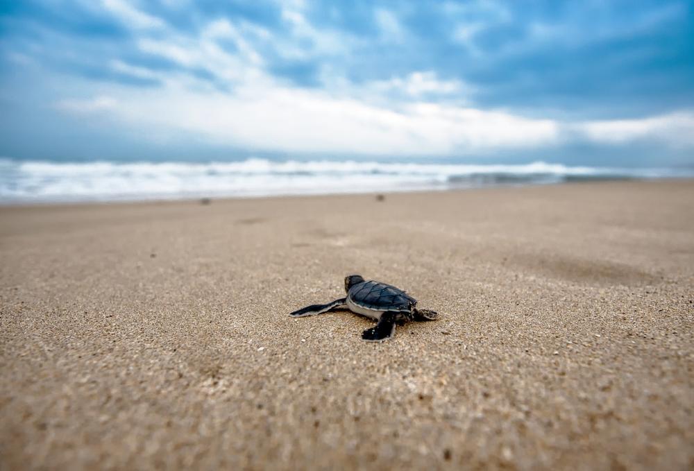 Baby sea turtle sits in the sand pointed toward the ocean.