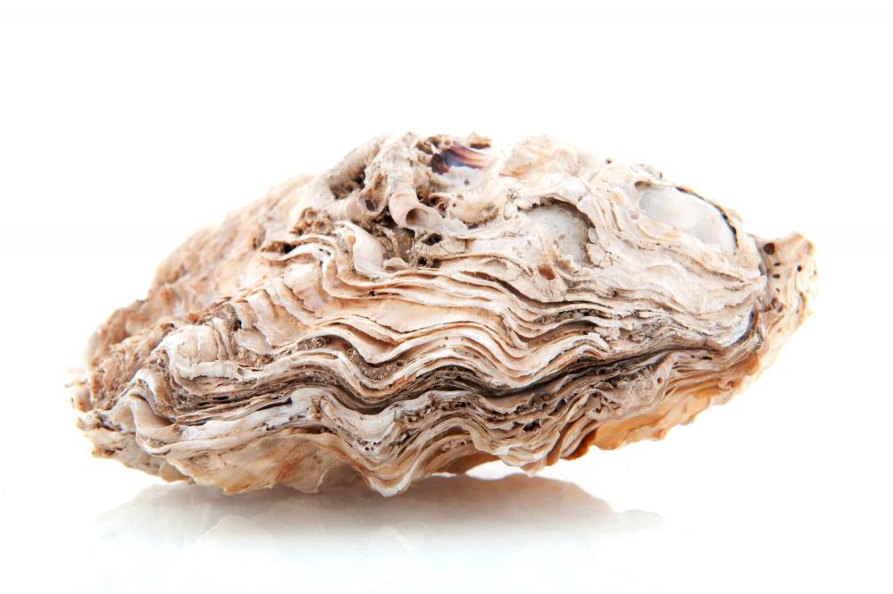 A white and gray closed oyster shell with many complex ridges.