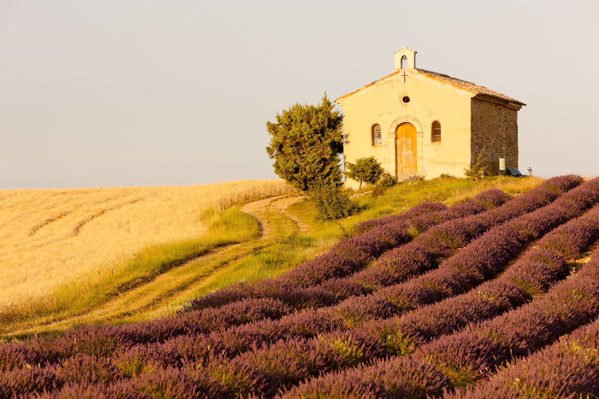 A small brick church sits on top of a hill with a rows of wheat on the hill to the left and rows of lavendar on the right.