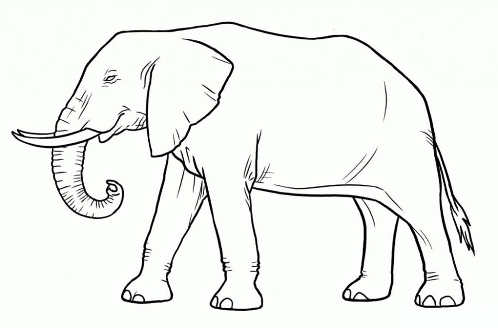Draw this elephant as an exercise to learn how to be more creative. 