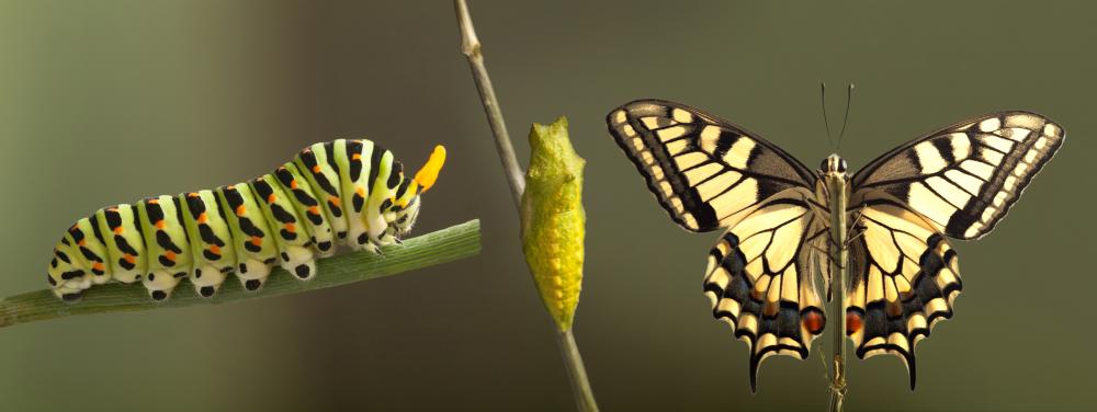 Stages of a caterpillar becoming a butterfly.