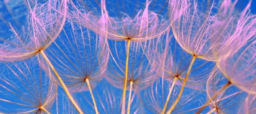 Close up view of dandelion seeds against a blue background.