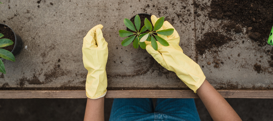 Photo of person's hands in bright yellow garden gloves, holding a small plant, to symbolize adult play and how it can benefit performance