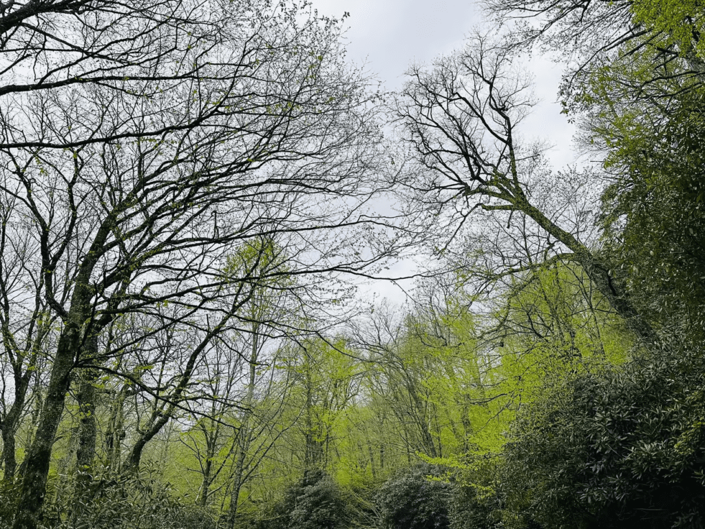 A photo of the lush green woods where Susie deVille goes to heal her entrepreneurial mindset whenever outward comparison has started to get in the way. 