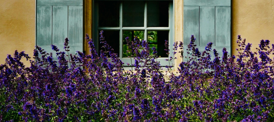Lavender bush outside a building white yellow textured walls and light blue shutters; as an example of what you'd see on a beauty walk to claim your sense of wonder