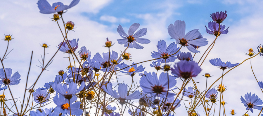 scarcity mindset vs abundance mindset; purple flowers on a blue sky background in an abundant perspective