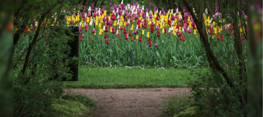 change your life; a path that branches into two in front of a tulip fields represents changing your life by discovering a new path.