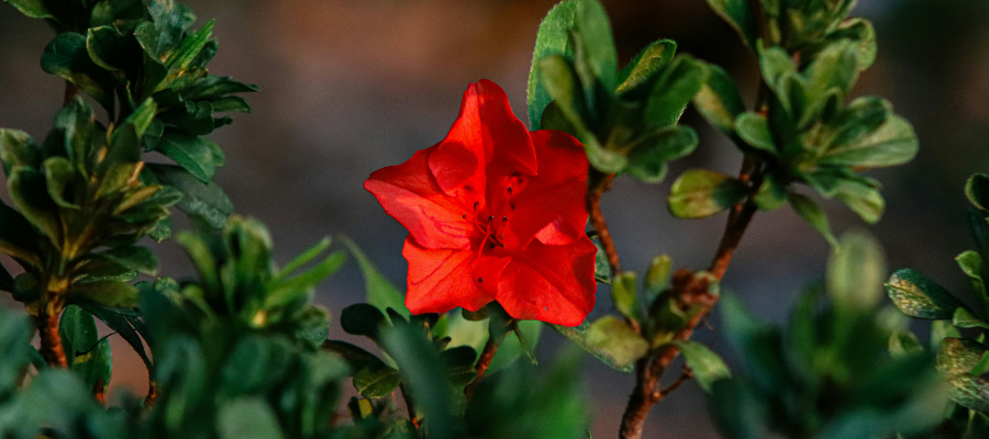 a single red azalea bloom in focus represents Susie's advice on how to remove distractions and focus on one project at a time