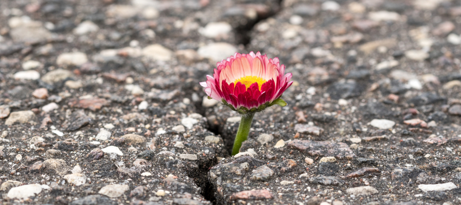 A flower blooms from a crack in asphalt, an example of trying to grown through struggle