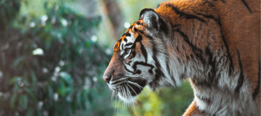 a close up photo of an orange bengal tiger roaming the jungle represents the creative need to stay wild