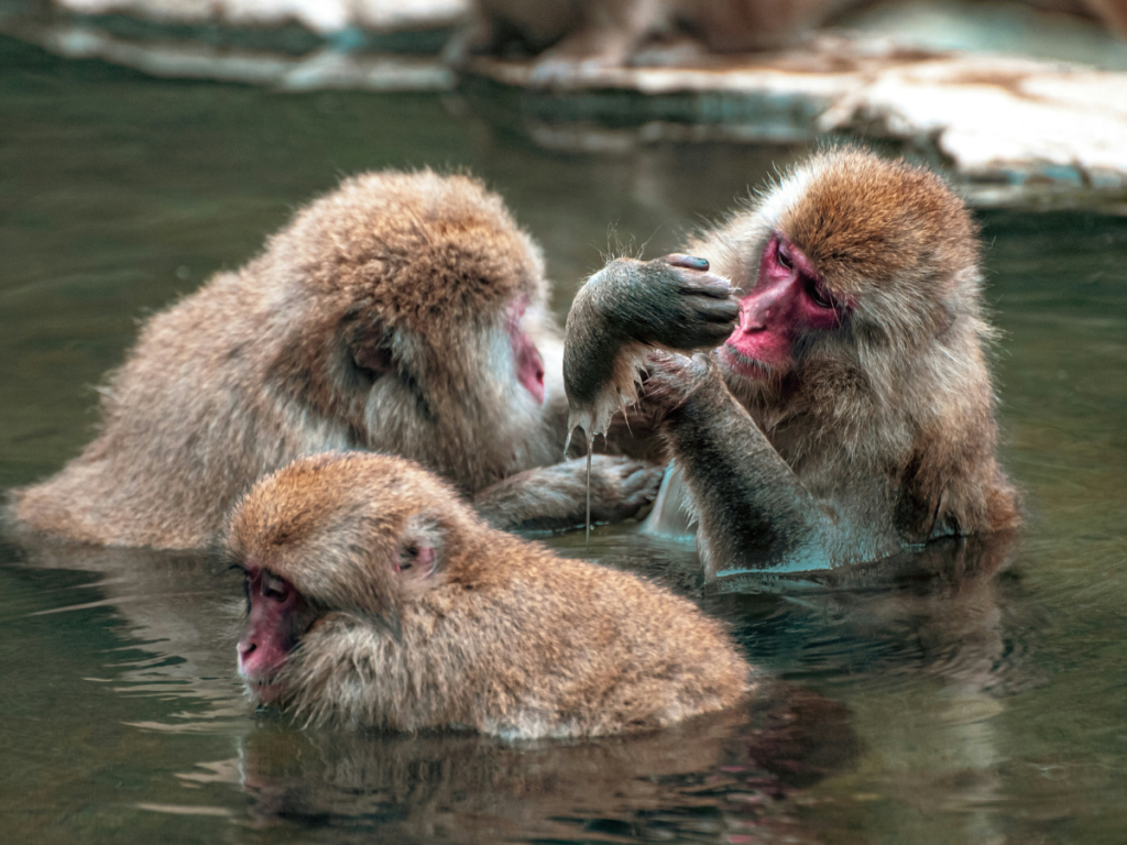 photo of 3 Japanese macaques bathing in a natural body of water. 