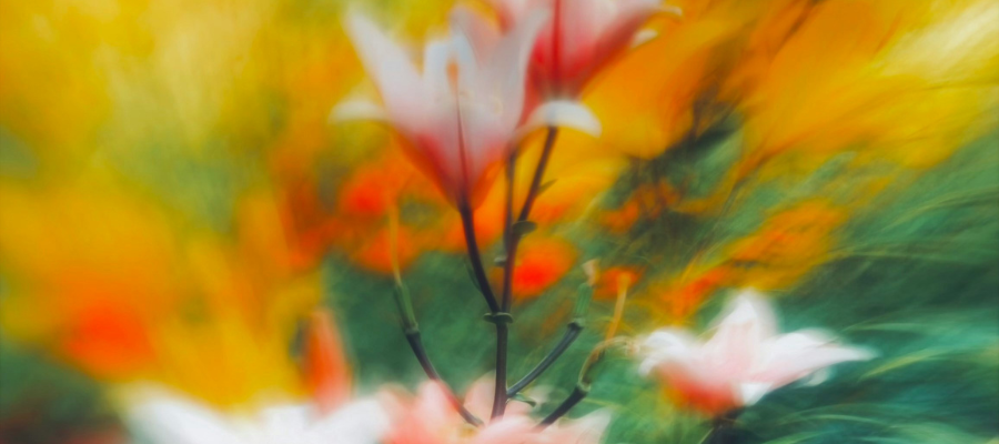a blurred abstract representation of a lily represents the self-abandonment of blending in and shrinking your genius to stay small.