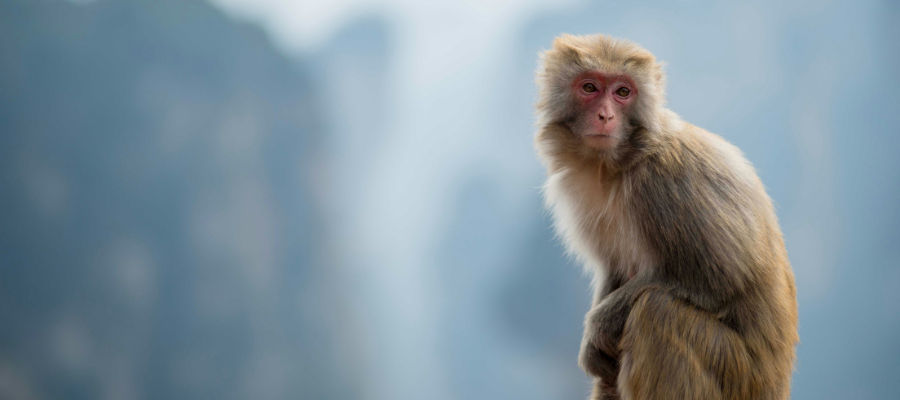 photo of a Japanese macaque in front of a misty background looking off camera into the distance to represent the 100th monkey theory and how small actions can change the world