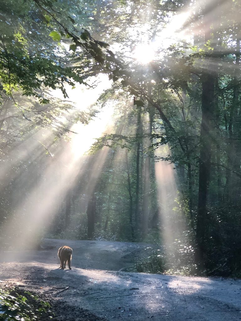photograph of a brown bear walking on a forest path with sunlight streaming through green tree tops